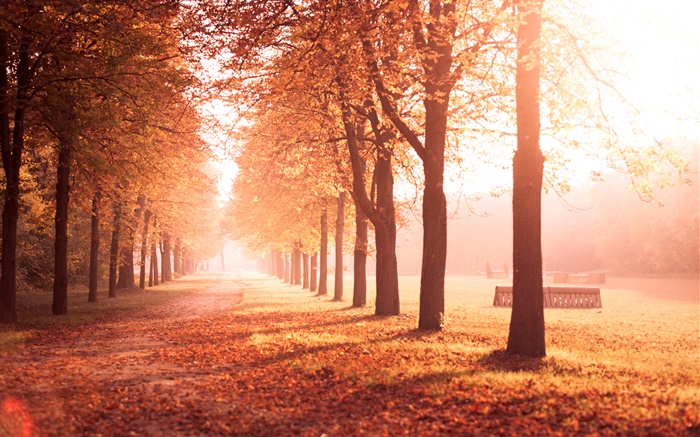 Parque de otoño, árboles, trayectoria, las hojas amarillas Fondos de pantalla, imagen
