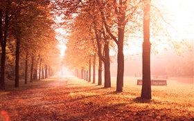 Parque de otoño, árboles, trayectoria, las hojas amarillas