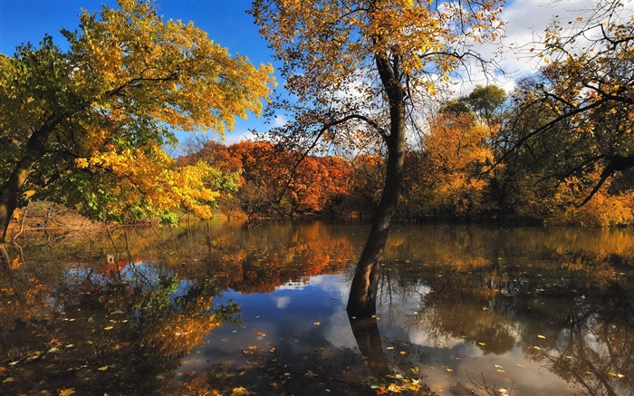 Otoño, estanque, árboles, reflexión del agua Fondos de pantalla, imagen