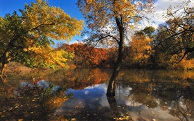 Otoño, estanque, árboles, reflexión del agua