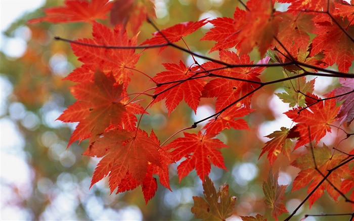 Otoño, hojas del rojo, ramas Fondos de pantalla, imagen