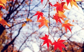 Otoño, hojas de arce rojo, ramas