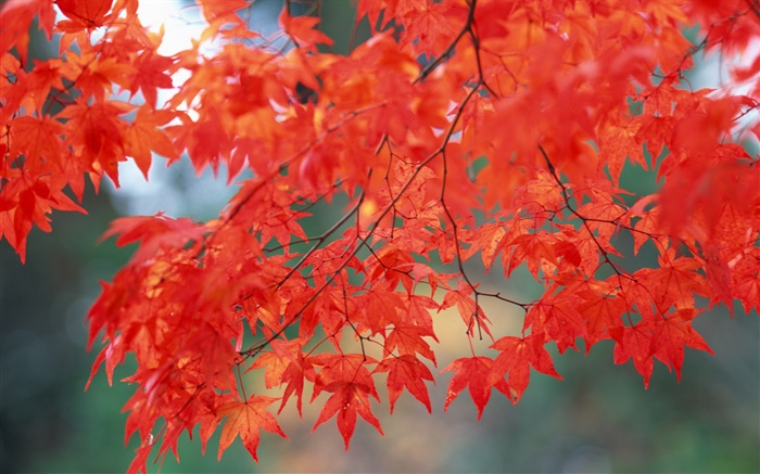 Paisaje del otoño, hojas de arce, color rojo Fondos de pantalla, imagen