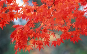 Paisaje del otoño, hojas de arce, color rojo