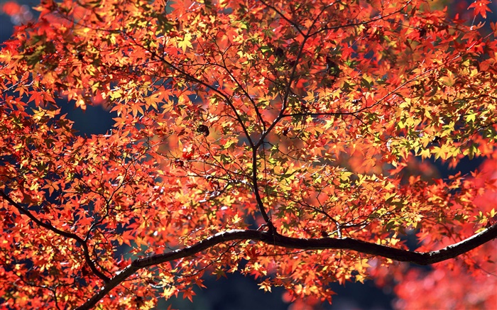 Árboles del otoño, hojas rojas Fondos de pantalla, imagen