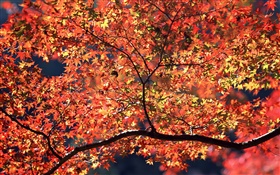 Árboles del otoño, hojas rojas