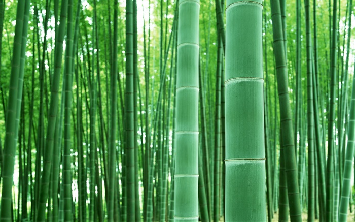 Bosque de bambú, ramas, verde Fondos de pantalla, imagen