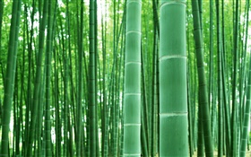 Bosque de bambú, ramas, verde HD fondos de pantalla