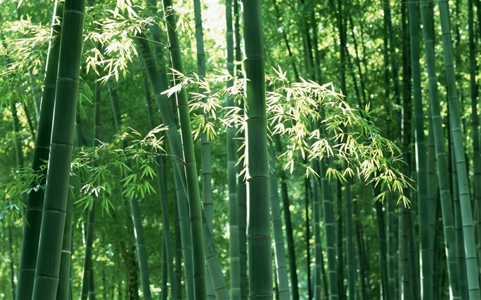 Bosque de bambú en verano Fondos de pantalla, imagen