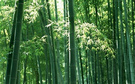 Bosque de bambú en verano HD fondos de pantalla