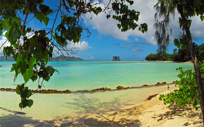 Playa, árboles, el mar, la isla de Seychelles Fondos de pantalla, imagen