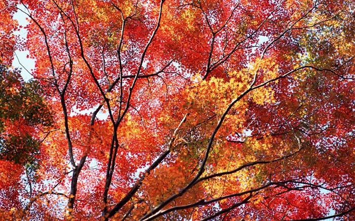 Hermoso otoño, hojas rojas, árboles Fondos de pantalla, imagen