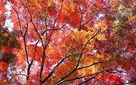 Hermoso otoño, hojas rojas, árboles