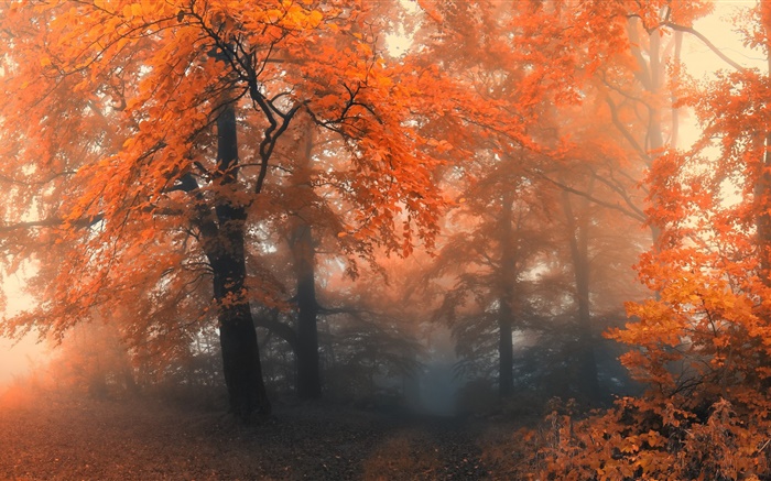 Hermoso otoño, árboles, hojas rojas Fondos de pantalla, imagen