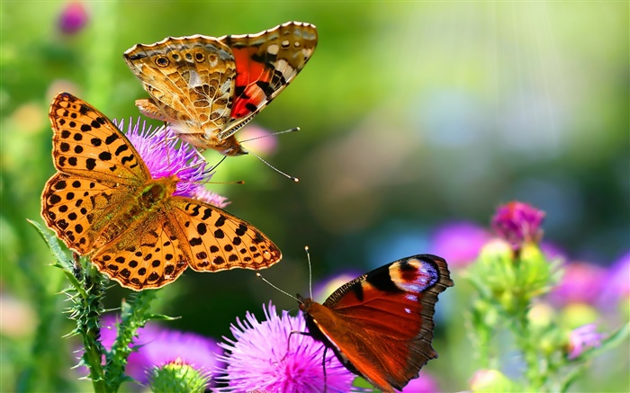 hermosas mariposas Fondos de pantalla, imagen