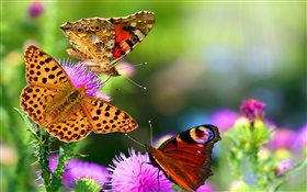 hermosas mariposas HD fondos de pantalla