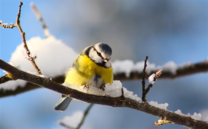 Las aves de cerca, carbonero, ramas, nieve Fondos de pantalla, imagen