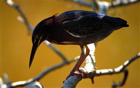 Negro pluma pájaro, ramitas HD fondos de pantalla