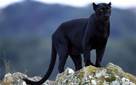 leopardo negro