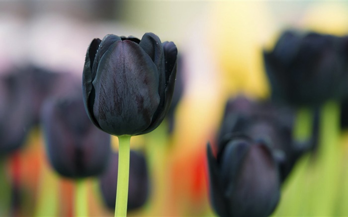 Flores de tulipán negro en primer plano Fondos de pantalla, imagen