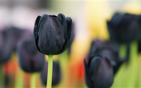 Flores de tulipán negro en primer plano
