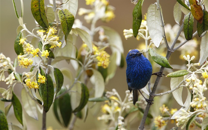 Tanager azul y negro, aves, Perú Fondos de pantalla, imagen