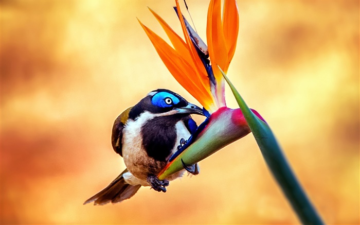 Azul-hecho frente honeyeater pájaro, néctar, flor Fondos de pantalla, imagen