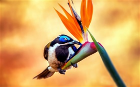 Azul-hecho frente honeyeater pájaro, néctar, flor