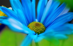 Flor azul pétalos macro HD fondos de pantalla