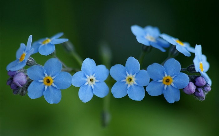 Flores azules, nomeolvides Fondos de pantalla, imagen