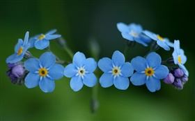 Flores azules, nomeolvides HD fondos de pantalla