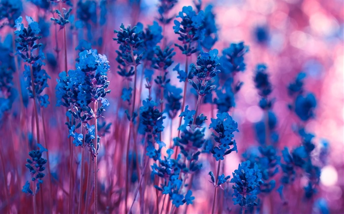 Flores de color azul lavanda de cerca Fondos de pantalla, imagen