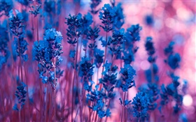Flores de color azul lavanda de cerca HD fondos de pantalla