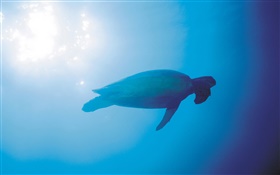 Mar azul, las tortugas, los rayos del sol, bajo el agua