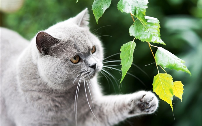 Gato británico, pata, hojas Fondos de pantalla, imagen