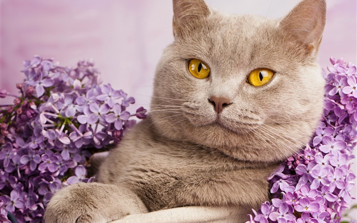 British shorthair, ojos amarillos, gato con flores Fondos de pantalla, imagen