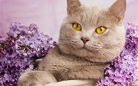 British shorthair, ojos amarillos, gato con flores HD fondos de pantalla