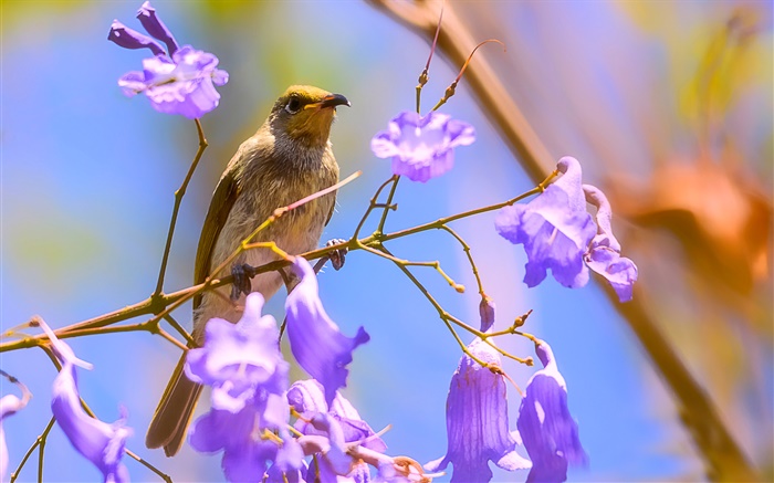 brown honeyeater pájaro, flores jacaranda Fondos de pantalla, imagen