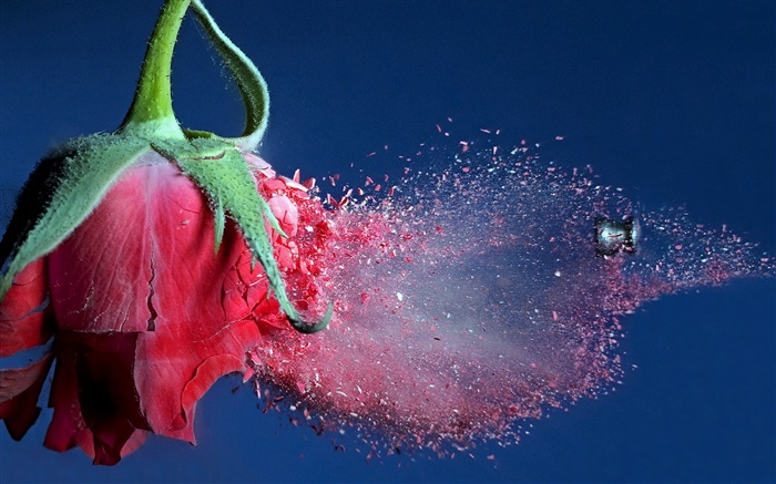 Bullet golpeado flor rosa roja, vuelo de los escombros Fondos de pantalla, imagen