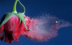 Bullet golpeado flor rosa roja, vuelo de los escombros