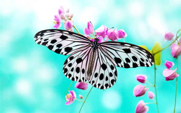 Flores de mariposa y morado Fondos de pantalla, imagen