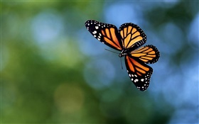 Vuelo de la mariposa, bokeh HD fondos de pantalla