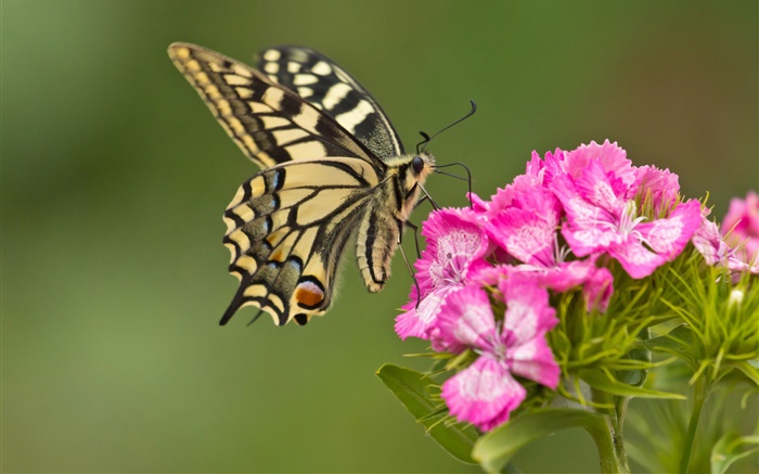 Mariposa, flores de color rosa Fondos de pantalla, imagen