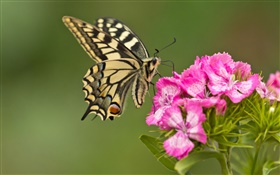 Mariposa, flores de color rosa