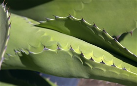 Cactus, espinas de cerca