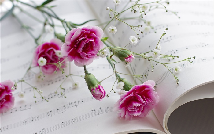 Claveles, flores rosadas, libro Fondos de pantalla, imagen