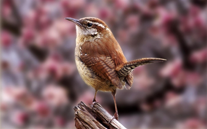 Carolina del wren, pájaros close-up Fondos de pantalla, imagen