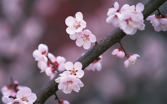 Flores de cerezo en flor, ramas Fondos de pantalla, imagen