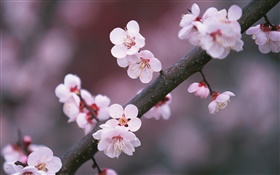 Flores de cerezo en flor, ramas HD fondos de pantalla