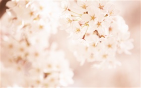 Flores de la cereza, borrosa HD fondos de pantalla